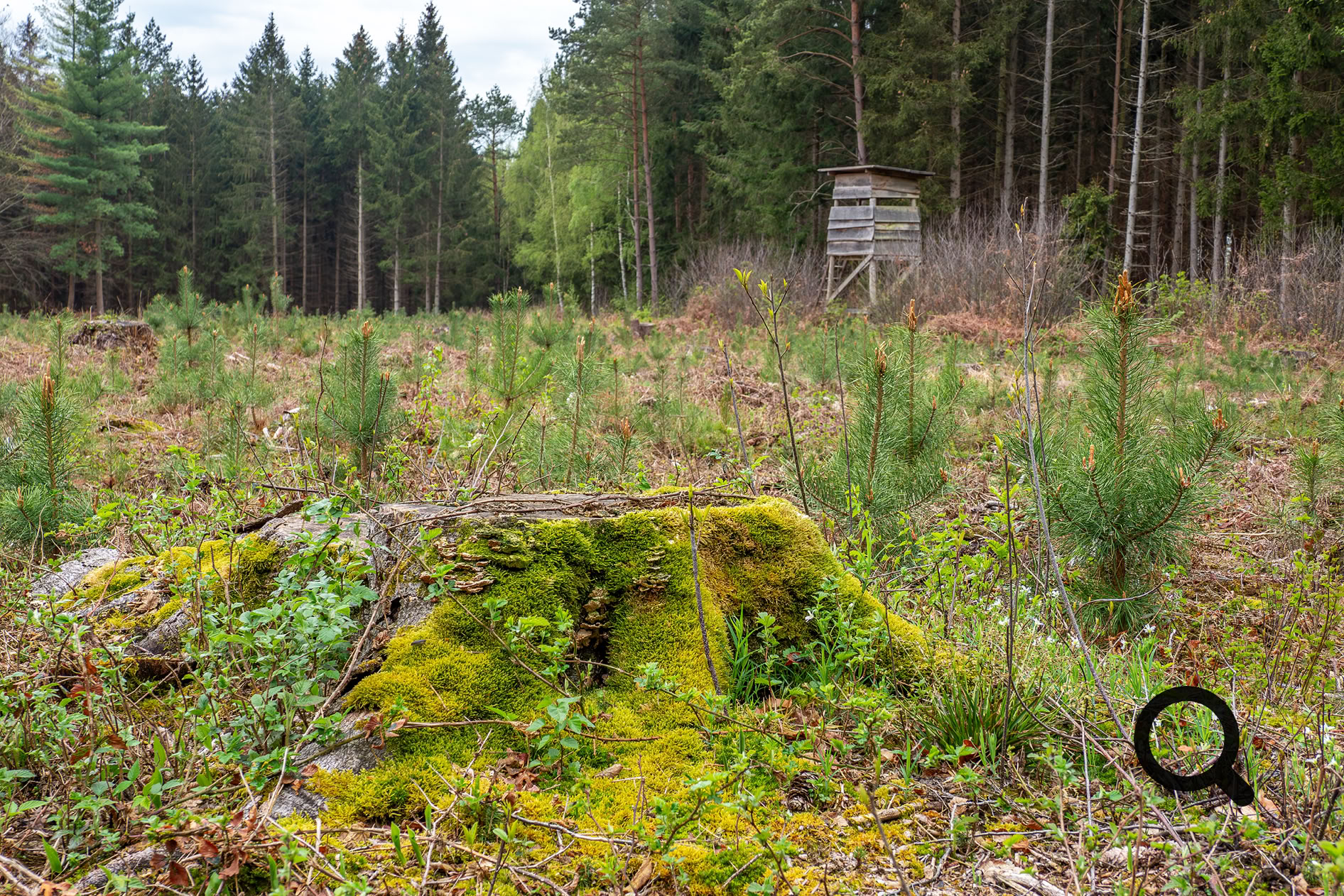 Baumstamm mit Moos Hochsitz, Jägersitz